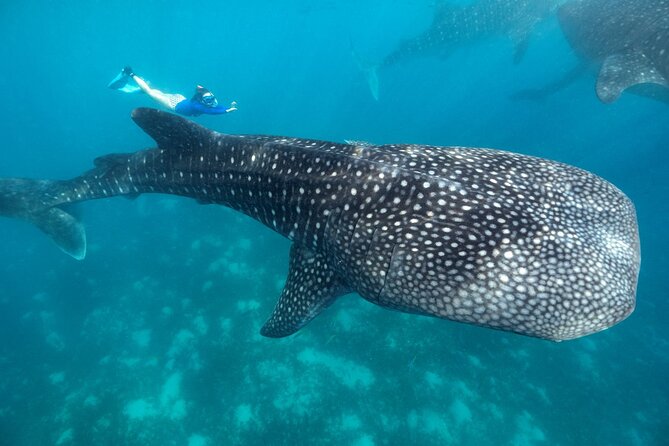 Oslob Whaleshark with Sumilon Island - Sumilon Sandbar: White Sand, Clear Water, and Real Beach Time