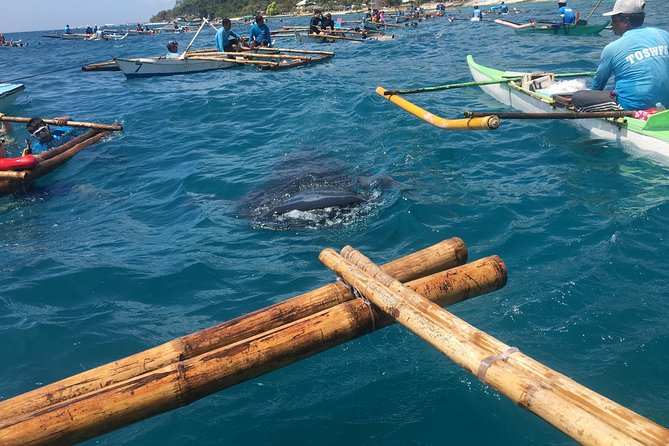 Oslob Whalesharks & Aguinid Falls w/ Sumilon Sandbar (3in1) - A 3-stop Cebu day that’s built around the water