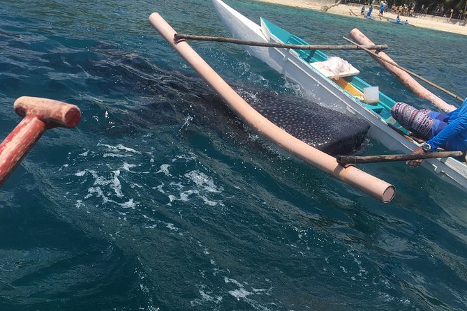 Oslob Whalesharks & Aguinid Falls w/ Sumilon Sandbar (3in1) - Oslob whale sharks: the thrill, plus the ethics question