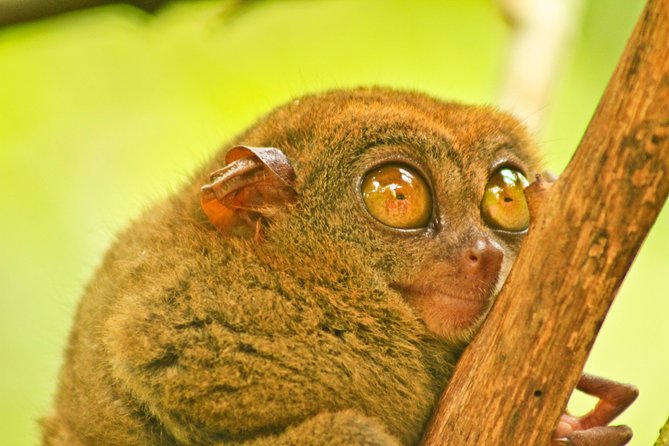 Private Day Trip Cebu to Bohol w/ Chocolate Hills & Loboc Cruise - Optional ATV and Python Stops: Where Costs and Expectations Need To Be Aligned