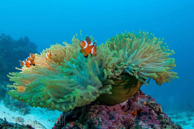 Scuba Diver Course (PADI) - Two-day PADI Scuba Diver certification: what the 12-meter limit really means
