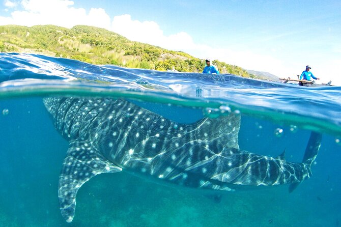 Whale Shark, Canyoneering, Sardines Run and Turtles with Transpo - Key Things to Know Before You Go