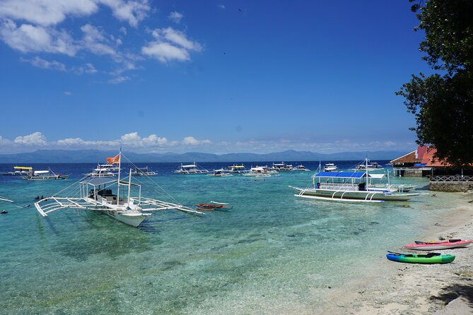 Whale Shark, Canyoneering, Sardines Run and Turtles with Transpo - The Real Value: A 1-Day Cebu Hit List
