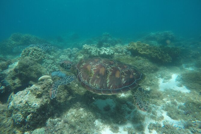 Whale Shark, Canyoneering, Sardines Run and Turtles with Transpo - Oslob Whale Shark Watching: Swimming With Giants, Netted Reality Included