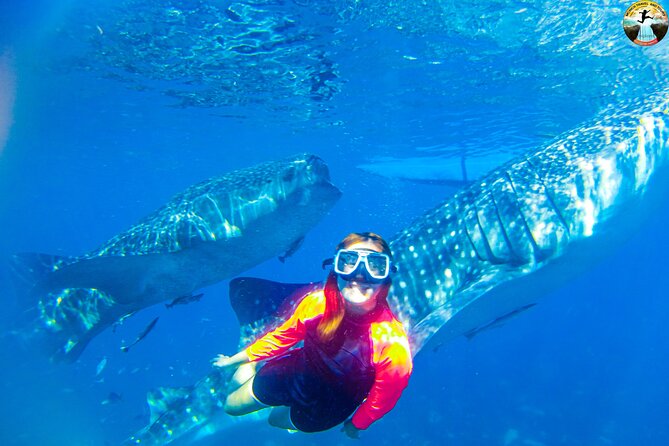 Whale Shark Swimming, Tumalog Falls and Kawasan Canyoneering - Oslob Whale Sharks: A Fast, Controlled Swim With Real Giants