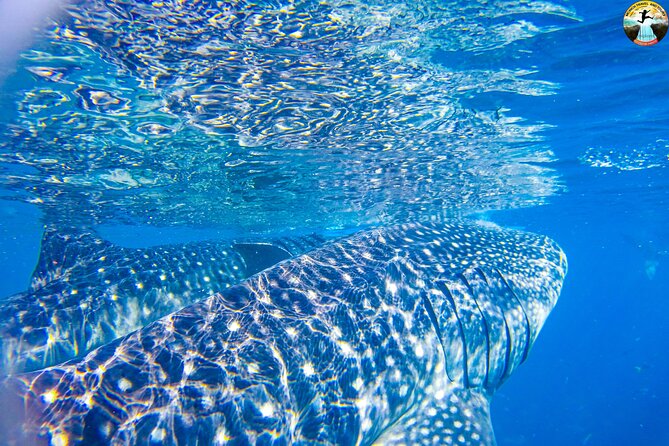 Whale Shark Swimming, Tumalog Falls and Kawasan Canyoneering - Who Should Book This Day in Cebu (and Who Should Skip)