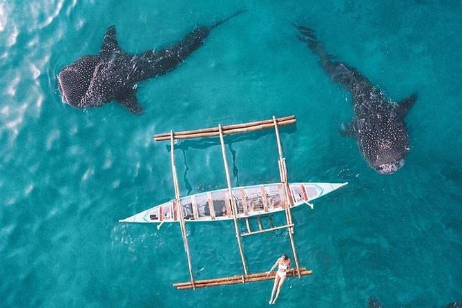 Whale Shark & Tumalog Falls & Sumilon Sandbar & Pescador Island with Sardines - Moalboal sardines and sea turtles: the fast finale that steals the show