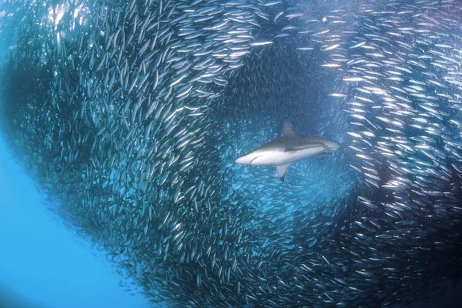 Whale Shark & Tumalog Falls & Sumilon Sandbar & Pescador Island with Sardines - Getting around Cebu: why the schedule feels long (and how to handle it)