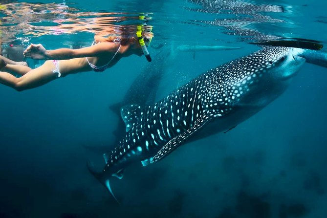 Whale Shark Watching and Sumilon Sandbar Private Tour Package - The 3:30 a.m. start: logistics that make or break the day
