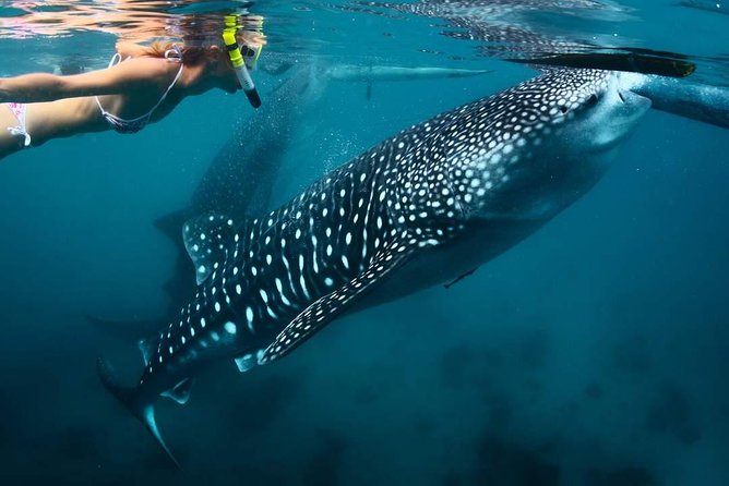 Whale Shark Watching & Tumalog Falls & Kawasan Falls - A 4:00 am start that pays off for Oslob and the falls